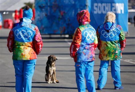 Photos Stray Dogs Of Sochi Russia During 2014 Winter Olympics