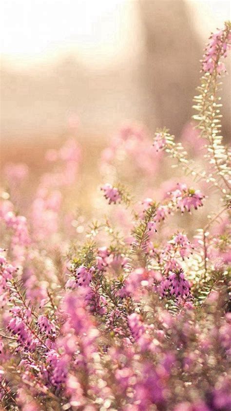 Nature Spring Bloomy Flowers Blurry Iphone Wallpapers Free Download