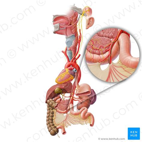 Jejuno Anatomia Histologia Função e Composição Kenhub