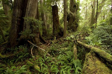 Lush Floor Of A Rainforest Photograph By Tim Laman