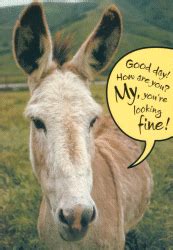 Wxicof Donkey Mule Greeting Cards