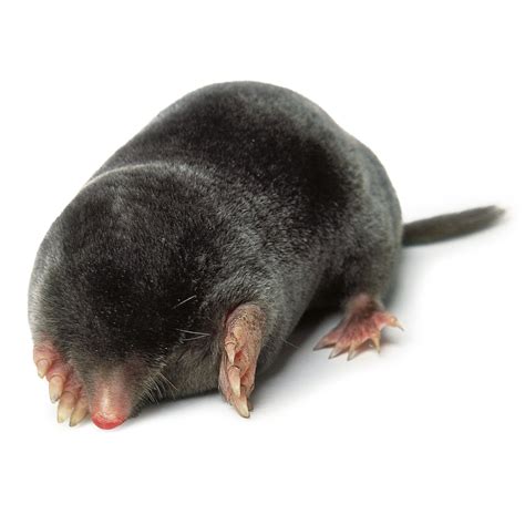 Mole Facts For Kids Where Do Moles Live Dk Find Out