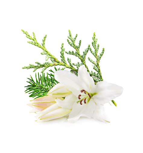 Hinoki Cypress And Lily Fragrance Oil Nz Candle Supplies