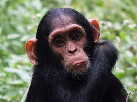 Female Chimpanzees Know Which Males Are Most Likely To Kill Their Babies