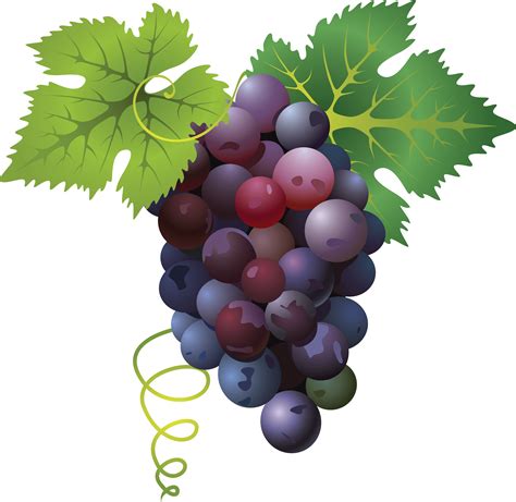 Grapes Vector Png Grapes Vector Png Download Wine Grape Leaves Images