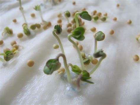 Growing Mustard Sprouts