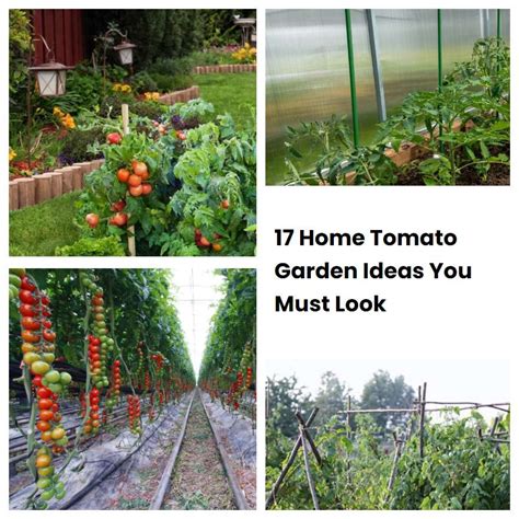 17 Home Tomato Garden Ideas You Must Look Sharonsable