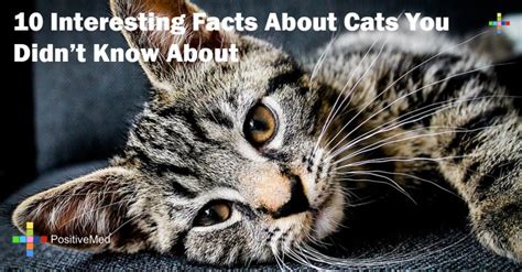 10 Interesting Facts About Cats You Didnt Know About