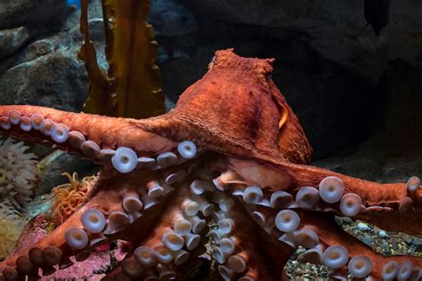 Giant Pacific Octopus Habitat