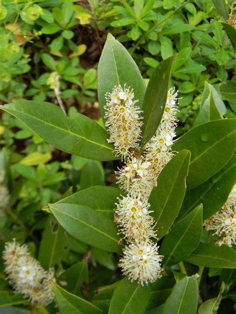 Prunus Laurocerasus Otto Luyken Cherry Laurel English Laurel Otto