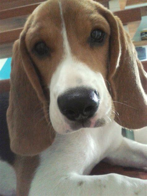 Beagle Puppy For Sale Nyc