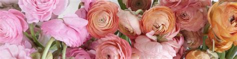 Fiftyflowers Shop Wholesale Flowers For Diy Weddings And Events