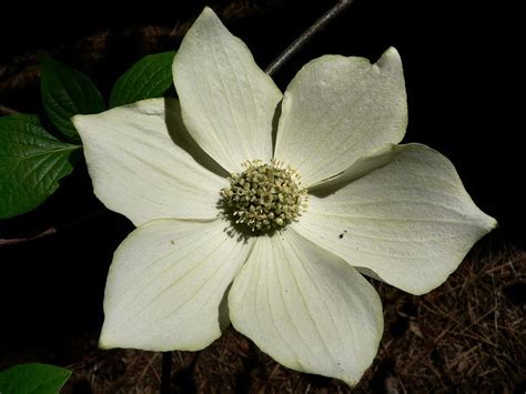 The Flower Of The Pacific Dogwood Is Often Associated With British