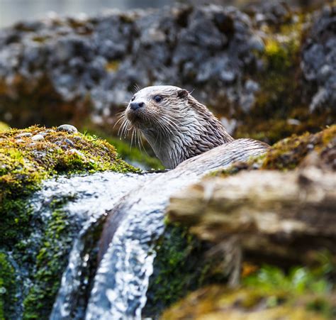 otters and water voles the ecology partnership independent ecology consultancy