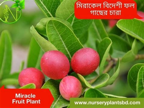 The Best Miracle Fruit Trees For Sale 2023