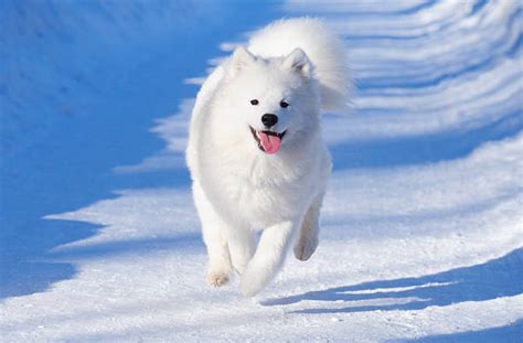 Samoyed Dog Snow Sled Dog Stock Photos Pictures And Royalty Free Images
