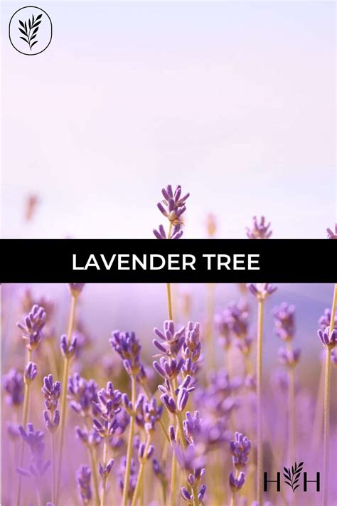 Lavender Tree Guide Varieties Care And Tips For Healthy Plants