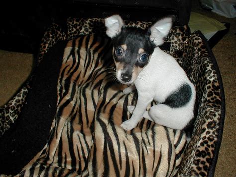 Ct Ads Online Akc Ukc Toy Fox Terrier Puppies For Sale In Connecticut