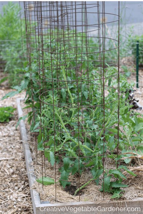 Creative Vegetable Gardenerdiy Tomato Cage How To Make The Best