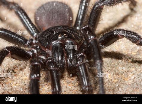 Sydney Funnel Web Spider Atrax Rubustus Stockfotografie Alamy