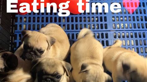 Feeding My Pug Puppies Youtube