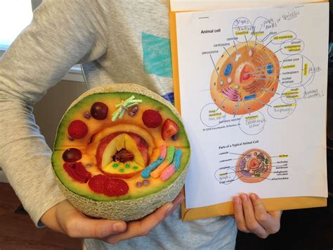 Edible Animal Cell Made From A Cantaloupe Strawberries Grapes
