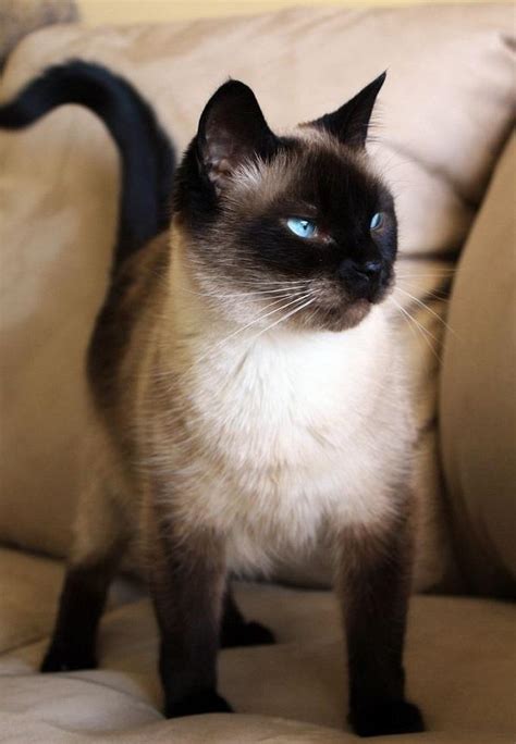 The siamese voice is legendary. 13 most Friendliest cat breeds in the world for the cat lovers