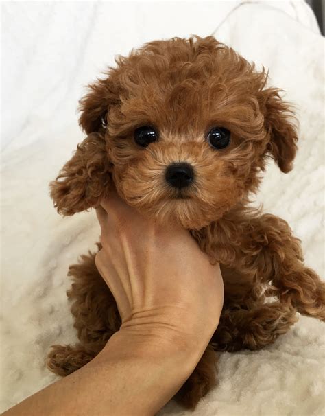However, the color brown often carries a gene color of black or silver as well as brown which. Teacup maltipoo Multipoo puppy Bebe | iHeartTeacups