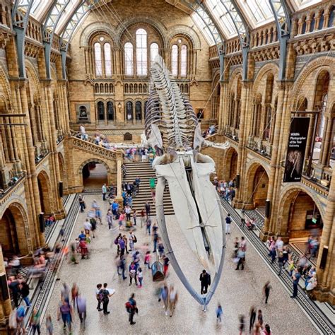 Le Muséum Dhistoire Naturelle De Londres Reçoit 180 Millions De £ Pour