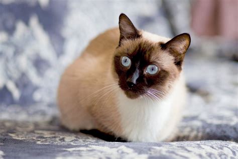 200 Of The Best Names For Your Siamese Cat