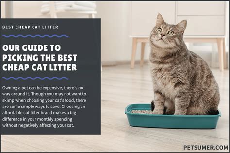 If so then a monthly cat subscription box is the perfect option! 8 Best Cheap Cat Litter in 2020