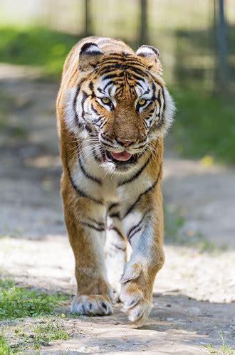 Walking Female Siberian Tiger This Time A Siberian Tigress Flickr