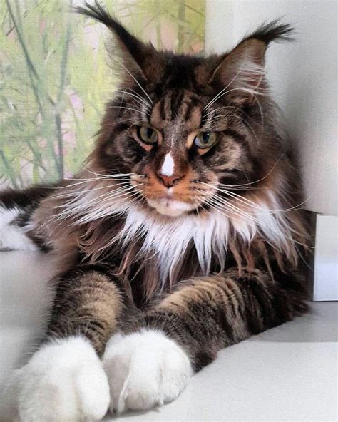 Large Maine Coon Love The White On His Nose Mainecooncats Pretty