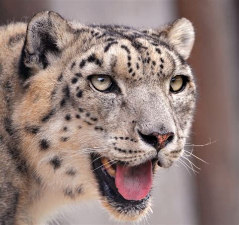National Animal Of Afghanistan Interesting Facts About Snow Leopard