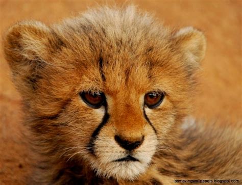 Baby Cheetah Wallpapers 41 Wallpapers Adorable Wallpapers