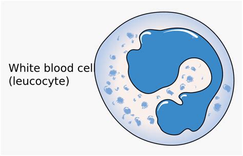 Transparent Blood Cells Png Simple White Blood Cell Diagram Png