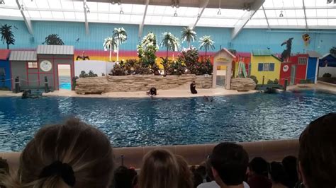 Brookfield Zoo Dolphin Show Youtube