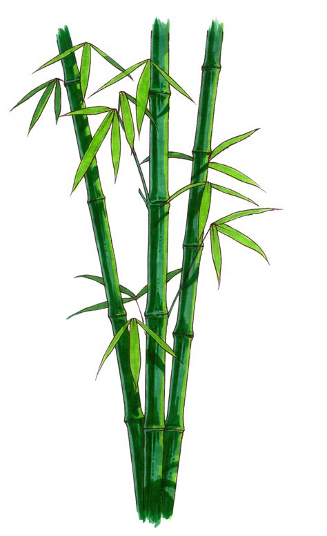 Descarga gratuita de imágenes PNG de bambú