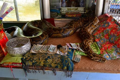 Burmese Python In Burma Photo