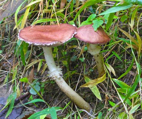 Mushroom Observer Observation 217654 Stropharia Rugosoannulata Farl