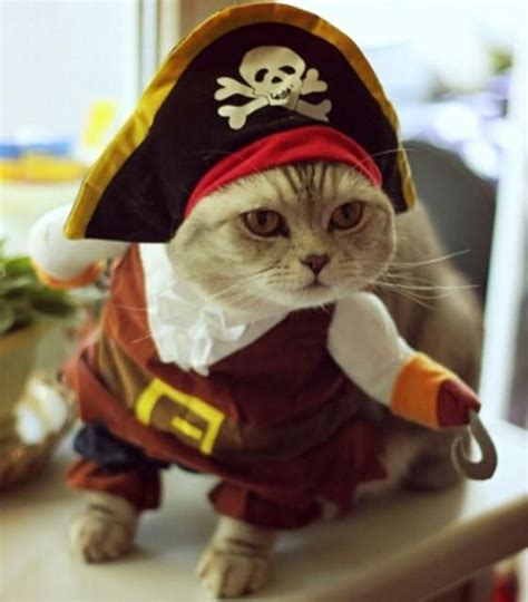 Pirate Cat Costume Cat Halloween Costume Cat Halloween Costume Pet