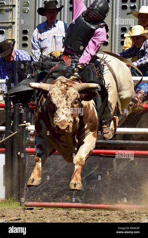 A Vertical Image Of A Rodeo Bucking Bull Jumping Out Of The Chute Gate