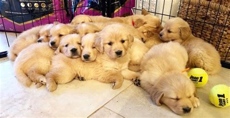 Buy, sell and adopt golden retriever dogs and puppies near you. Golden Retriever Puppy For Sale Near Me