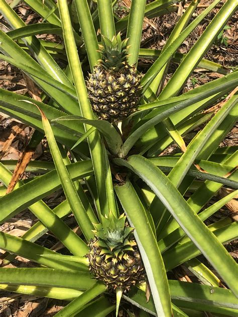 Growing Pineapple At Home Bloominthyme
