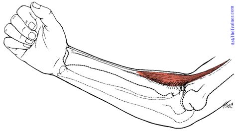 The pronator teres muscle forms the medial border of the cubital fossa in the anterior elbow. Muscle Lab - Anatomy & Physiology 211 with Wilson at ...