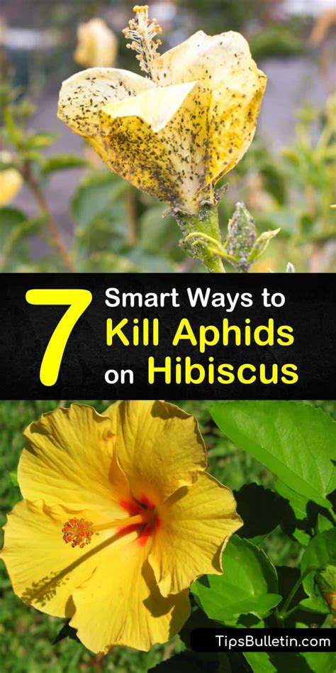 7 Smart Ways To Kill Aphids On Hibiscus