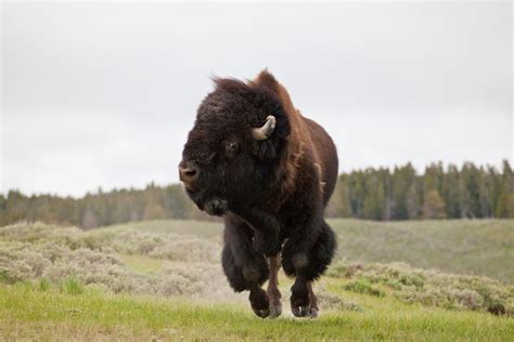Bull Bison Charging In Yellowstones Famous Hayden Valley Jackson