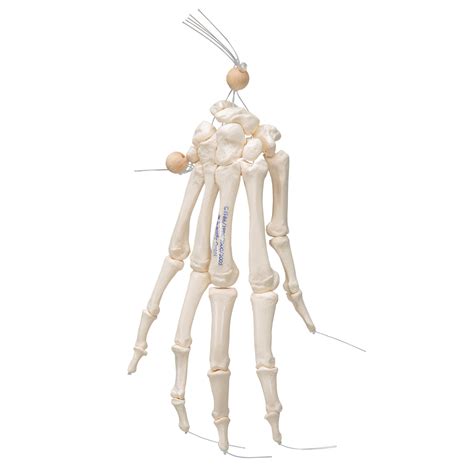 Esqueleto De La Mano Ensartada En Forma Suelta Con Un Nylon 3b Smart