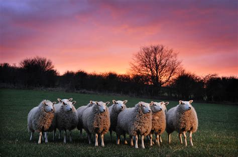 Sheep Better For Animals Soil Association