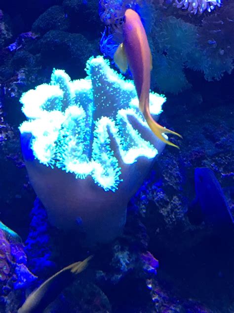 Do Wildlife Photographers Use Uv Illumination When Filming Coral Reef